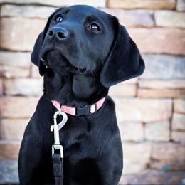 Labrador Retriever Puppies from Mid-Columbia Labradors