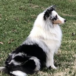 Shetland Sheepdogs from Mejimo