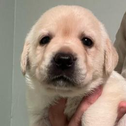 Cornflake - Yellow female Labrador Retriever puppy in Cleveland, Ohio from Brookside Labrador Retrievers