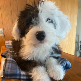 INGRID - Black and white female Old English Sheepdog puppy in Charlo, Montana from Heavenly Hilltop Farm
