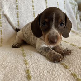 Dachshund Puppies from Destiny's Dachshunds