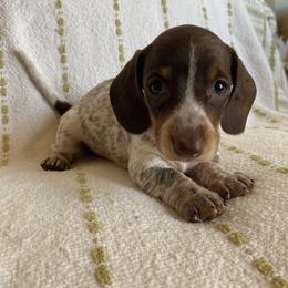 Dachshund Puppies from Destiny's Dachshunds