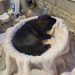 Boy 6 - Brindle male Mastiff puppy in Atlanta, Michigan from Legacy Mastiffs