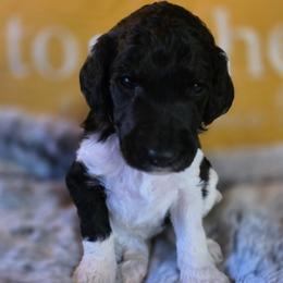 Carmilla - Parti female Poodle puppy in Blue Ridge, Georgia from Beltane Standard Poodles