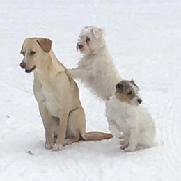 Russell Terrier Puppies from Acorn Ridge JRT
