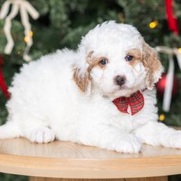 Bernedoodle puppies from Pawsh Bernedoodles