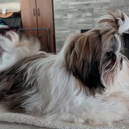 Shih Tzu puppies from White Sands Shih Tzu's