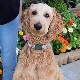 Daisy - Poodle