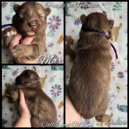 Max (female) - Red and white female Siberian Husky puppy in Bloomfield, Indiana from Paiges lil huskies