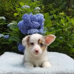 American Corgi and Pembroke Welsh Corgi Puppies from Whimsical Treasure Corgis