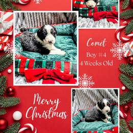 Australian Shepherd and Great Dane Puppies from AEW Farm