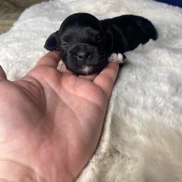 Snoopy, all black - Black male Havapoo puppy in Tropic, Utah from Lady Paws-Kara