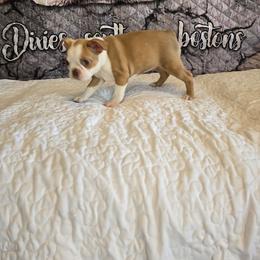 Girl two - Red female Boston Terrier puppy in Walhalla, South Carolina from Dixies  southern  bostons