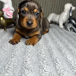 Zero - Dapple male Dachshund puppy in Phoenix, Arizona from Casa MarCosta Dachshund