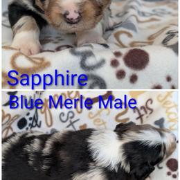 Sapphire - Blue merle male Australian Shepherd puppy in Squaw Valley, California from A&M Australian Shepherds