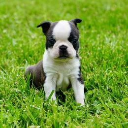 Boston Terrier Puppies from Piper Hill Bostons