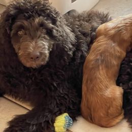 Assorted Doodle Crosses from Texas Hometown Dogs