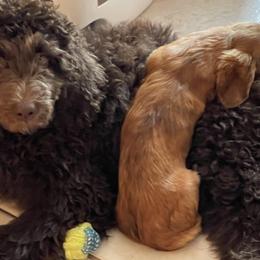Assorted Doodle Crosses from Texas Hometown Dogs