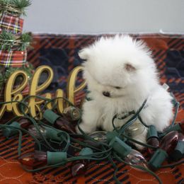 Pomeranian Puppies from Doc’s Little Poms