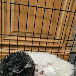 Lilly - Poodle