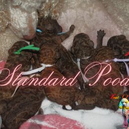 Poodle puppies from Taste Of Flavor LLC