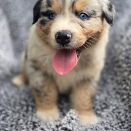 Luke - Blue merle male Australian Shepherd puppy in New Tazewell, Tennessee from D&D Australian Shepherds