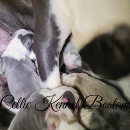 Boston Terriers from Celtic Kennel Bostons