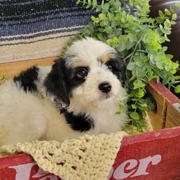 Almond Joy - Black and white female Aussiedoodle puppy in Missouri from B&M Cottonwood Canines
