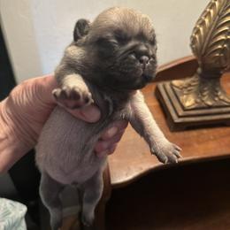 Coco - Fawn female Pug puppy in Boynton Beach, Florida from Camp Pug
