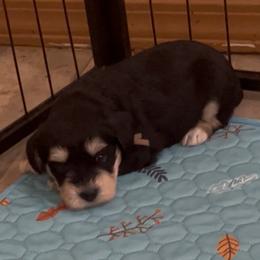 Diva - Parti female Miniature Schnauzer puppy in Carriere, Mississippi from Sassy Schnauzers