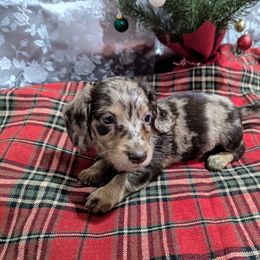Dachshund Puppies from Knox Ridge Dachshunds