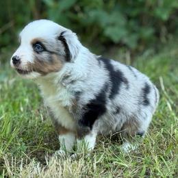 Ron - Blue merle male Miniature Australian Shepherd puppy in Natural Dam, Arkansas from Natural State Aussies