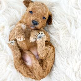 STAR - Red  female Goldendoodle puppy in Davison, Michigan from Dreaming Doodles