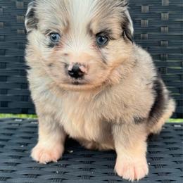 Bullseye - Blue merle male Miniature Australian Shepherd puppy in Stuart, Iowa from Arbor Hill Aussies
