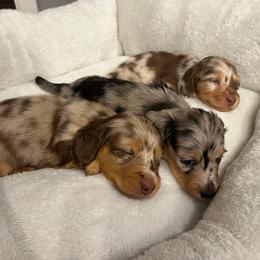 Dachshund puppies from Hickory Hollow Dachshunds