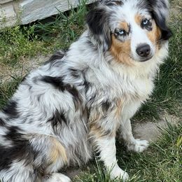 Macey - Miniature Australian Shepherd