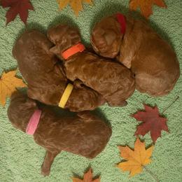 Girl 3 - Red  female Poodle puppy in Mc Henry, Illinois from Sunset Maple Poodles