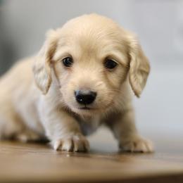 Maverick - Cream male Dachshund puppy in Alto, Texas from Prima Dachshunds