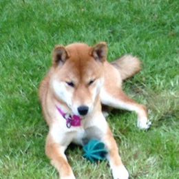 Shiba Inu from AAA Little City Shibas