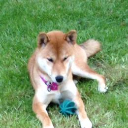 Shiba Inu from AAA Little City Shibas