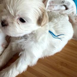 Turquoise - White female Shih Tzu puppy in Yorba Linda, California from AKC Registered Purebred Shihtzus