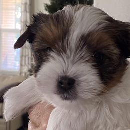 Yorkshire Terriers from Parti Paw Yorkies