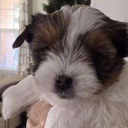 Yorkshire Terriers from Parti Paw Yorkies