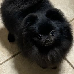 Hope - Pomeranian