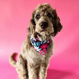 Pooky - Labradoodle