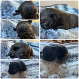 Maple - Fawn female French Bulldog puppy in Anderson, California from Wooftown Kennels