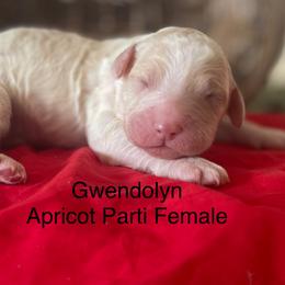 Girl 3 - Parti female Labradoodle puppy in Murray, Utah from Swann's Kennels