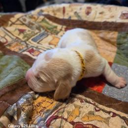 Rachelle - Red and white female Basset Hound puppy in Hood River, Oregon from The Walls Hounds With Heart