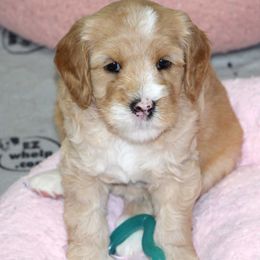 Orange Collar Girl - Apricot female Australian Labradoodle puppy in Corrales, New Mexico from Desert Waves Labradoodles