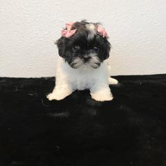 Mal-Shi Puppies from NC Stellar Puppies